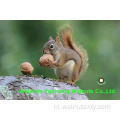 Walnut Kernels Lichte stukken geproduceerd